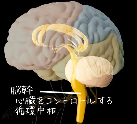 脳幹に循環中枢