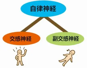 自律神経の分類